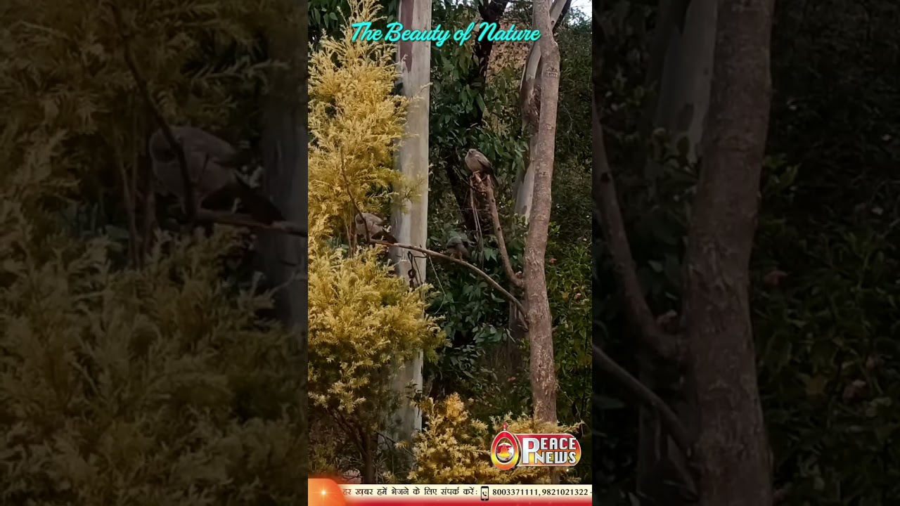 Nakki Lake | Mount Abu | The Beauty of Nature | Peace News | Godlywood Studio |