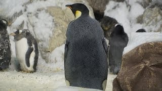 Penguin Encounter (Walk Through) SeaWorld San Diego