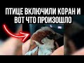 ЧТО БУДЕТ ЕСЛИ ПТИЧКЕ ВКЛЮЧИТЬ КОРАН?