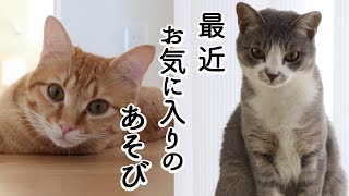 子猫たちの最近のお気に入りの遊び/ソラvsモコ