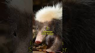 5 Types of Badgers 😲 | Crazy Facts | Amazing Facts | Cute Animal Facts 5 Types of Badgers 😲 | Crazy Facts | Amazing Facts | Cute Animal Facts