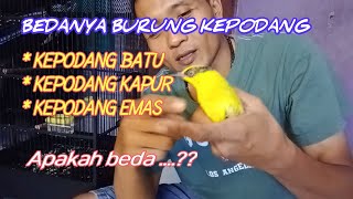 Membedakan kepodang batu dan kepodang emas