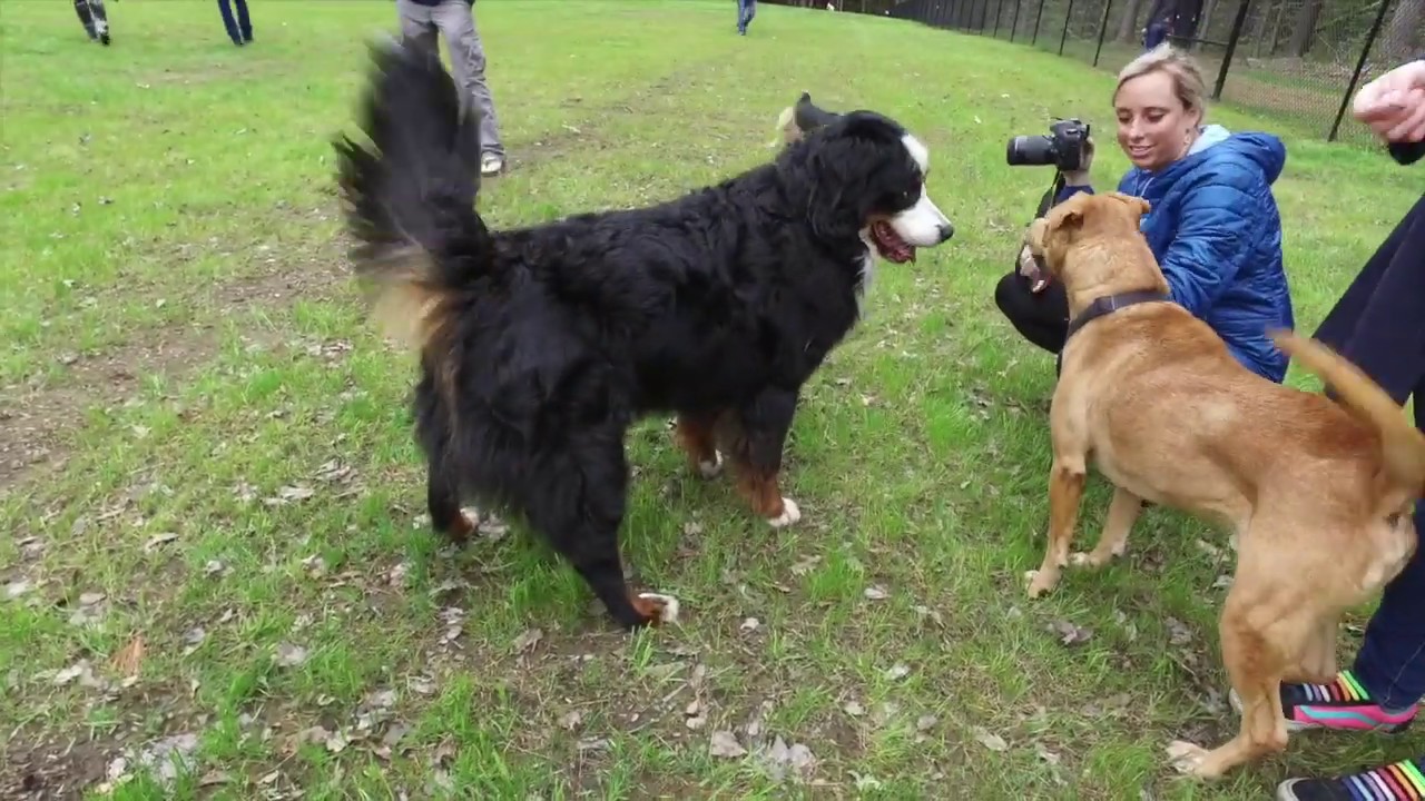 Milton Dog Park Grand Opening YouTube