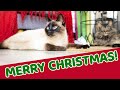 Siamese cat unwraps Christmas presents