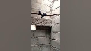 Lucu Murai Batu Kawin ||  Pancingan Murai batu Kawin Paling Ampuh