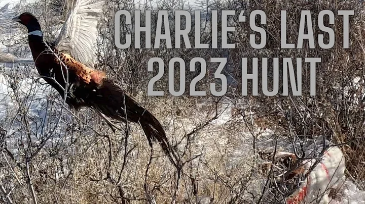 Charlie Pheasant Hunt | Last of 2023 | Simple Hunts E55 #pheasanthunting #birdhunting #birddog