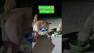 day-262#cutefemally#ratribhujan#shortvideo#viralvideo#doglover#$k🐈🐕🤗