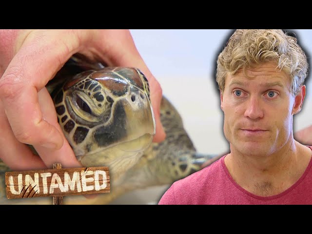 Draining The Pus Out Of An Endangered Sea Turtle! 🐢 | Bondi Vet Clip |  Untamed - YouTube