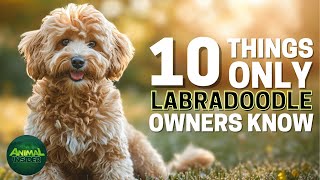 10 Things Only Labradoodle Dog Owners Understand