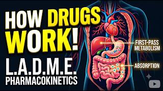 Pharmacokinetics 101: The Journey of an Oral Tablet