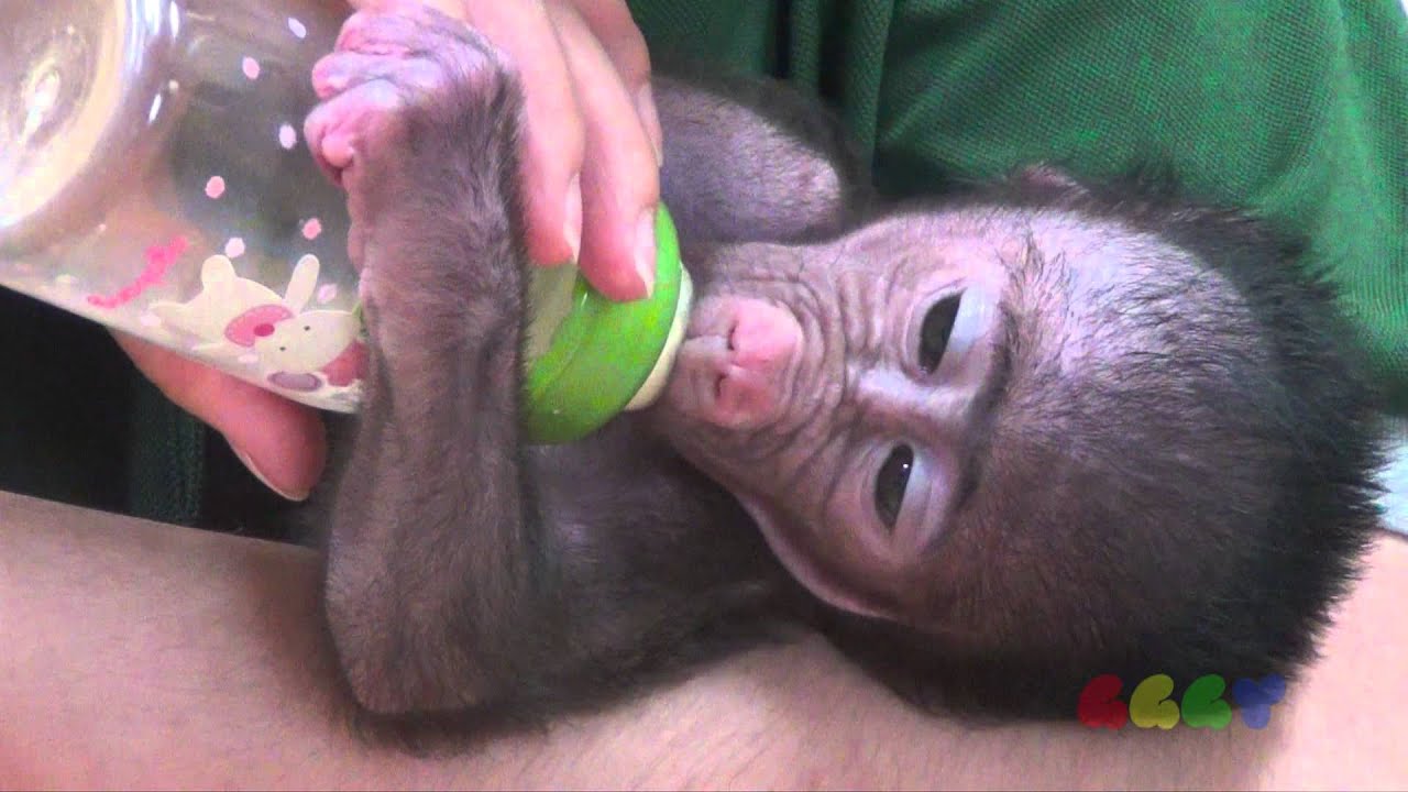 아기 개코 원숭이 ( Baby Baboon - Feeding Time )
