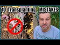 How to Transplant Seedlings Into the Garden - 10 MISTAKES to Avoid