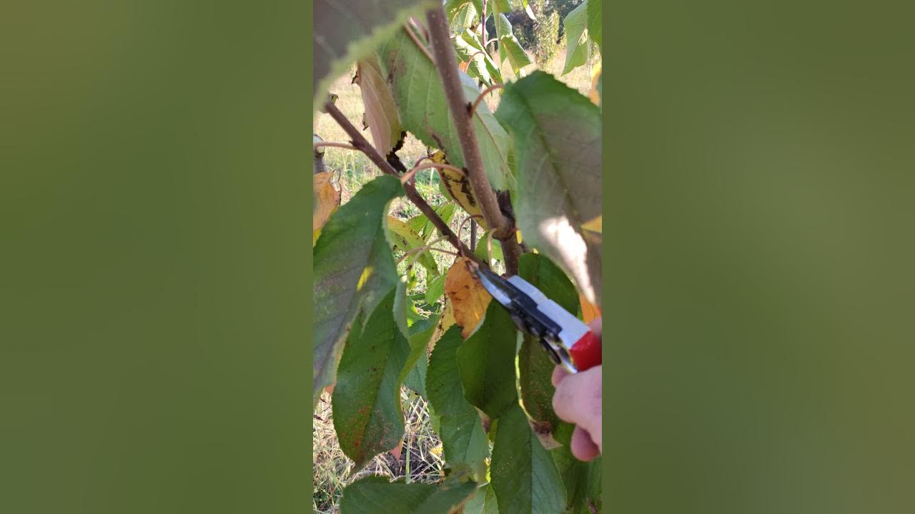 How to Prune Cherry Trees Simple Steps(read description) YouTube