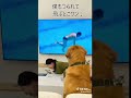 高飛び込みニャン　笑って御免 痛くなかったですか🐶　元動画#TikTokLite@kkm20257