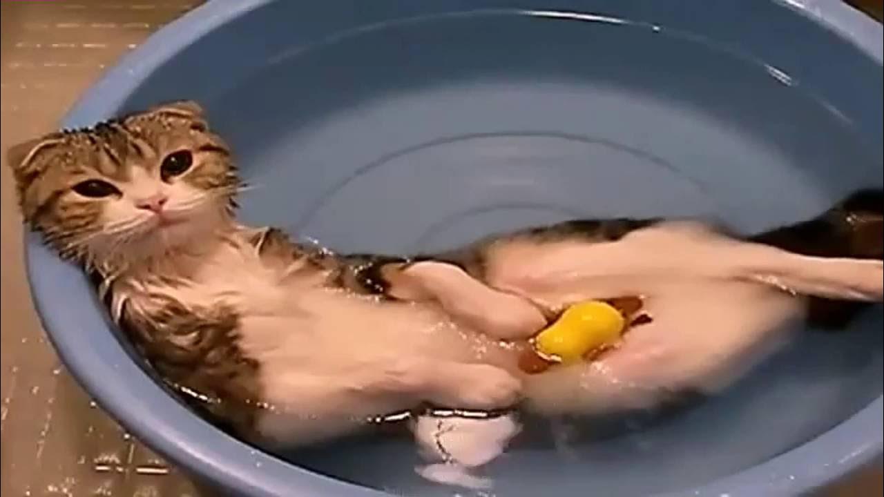 Кот в тазу с водой