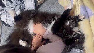 完全無防備な猫とハイタッチをしてくれる猫 ラガマフィン サイベリアンA defenseless cat and another cat giving a high-five.