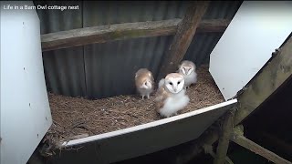Watch Barn Owls grow in cottage nest
