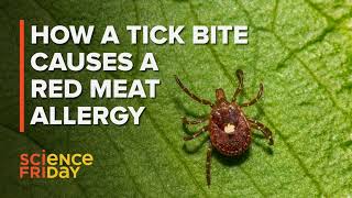 How does a tick bite cause a red meat allergy?