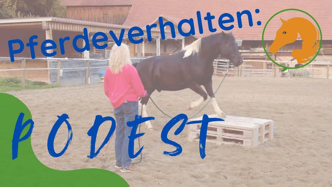 Hngervorbung: Wie lernt ein Pferd das Podest? Hngervorbung: Wie lernt ein Pferd das Podest?
