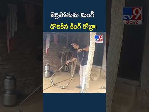 Parvathipuram Manyam District : జెర్రిపోతును మింగి దొరికిన కింగ్ కోబ్రా! - TV9