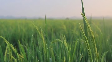 Sunrise in the Paddy Field