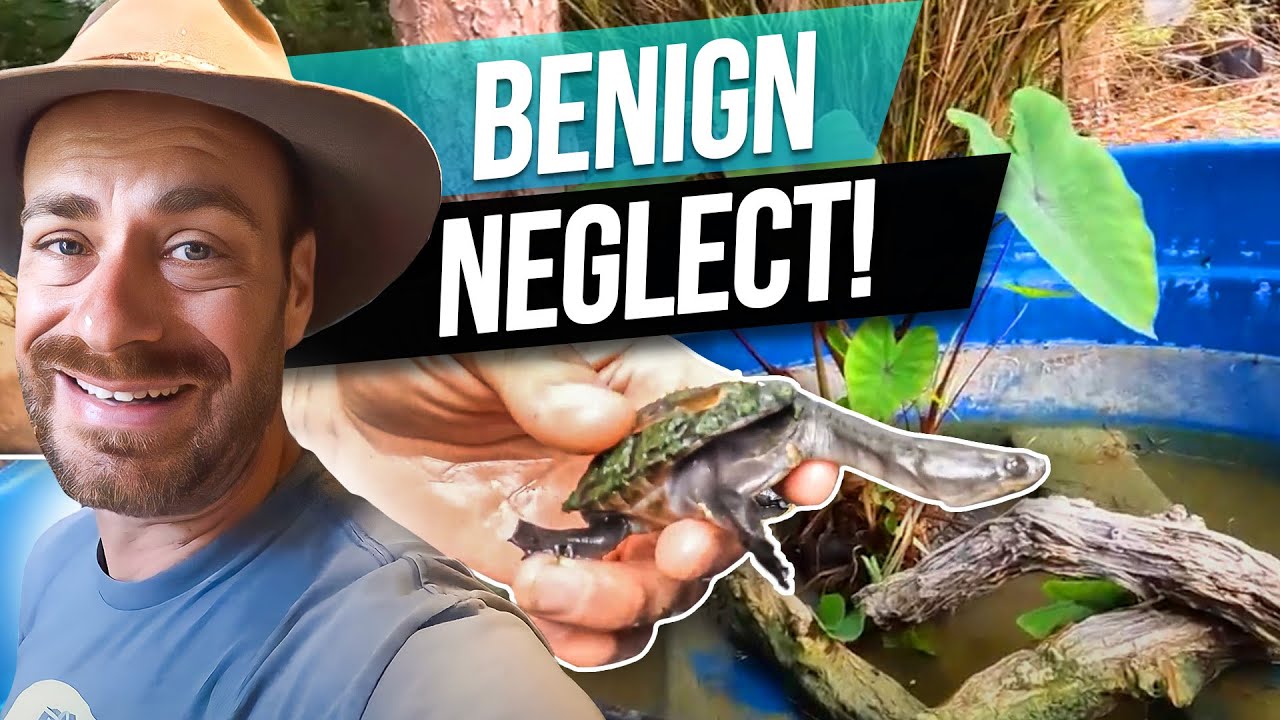 Are my Snake Necked Turtles STILL ALIVE?