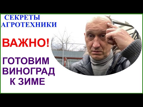 Подготовка винограда к