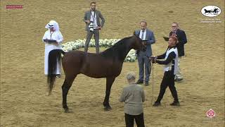 N 397 GAZWAN AL NASSER   Qatar National Arabian Horse Championship 2021   Stallions 11+ Years Old Cl