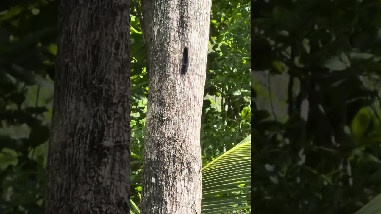 Сейшелы 🇸🇨 остров Маэ Seychelles Insel Mahe 