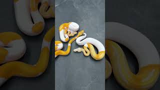 Dreamsicle Combos Coming To Tinley