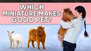 Which Miniature Animals Make Good Pets? | Mini Cow, Pygmy Goat, Mini Pig, Pony by Petopedia 532 views 3 months ago 5 minutes, 14 seconds