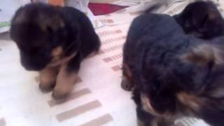 WP 20140317 094401Z