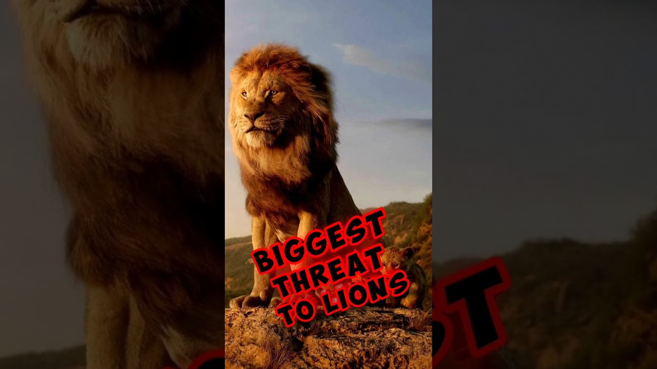 BUGGEST THREAT TO LIONS 