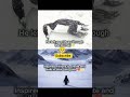 Best Motivational fact from Penguin 🐧🌺 #viral #facts #subscribe #education #sad #trending #ytshorts