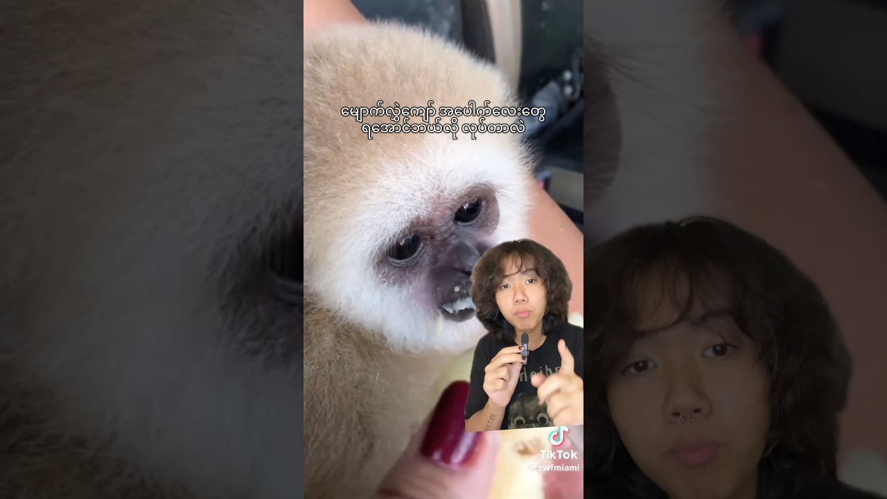 How Hunters poached the baby gibbon’s 🐵 