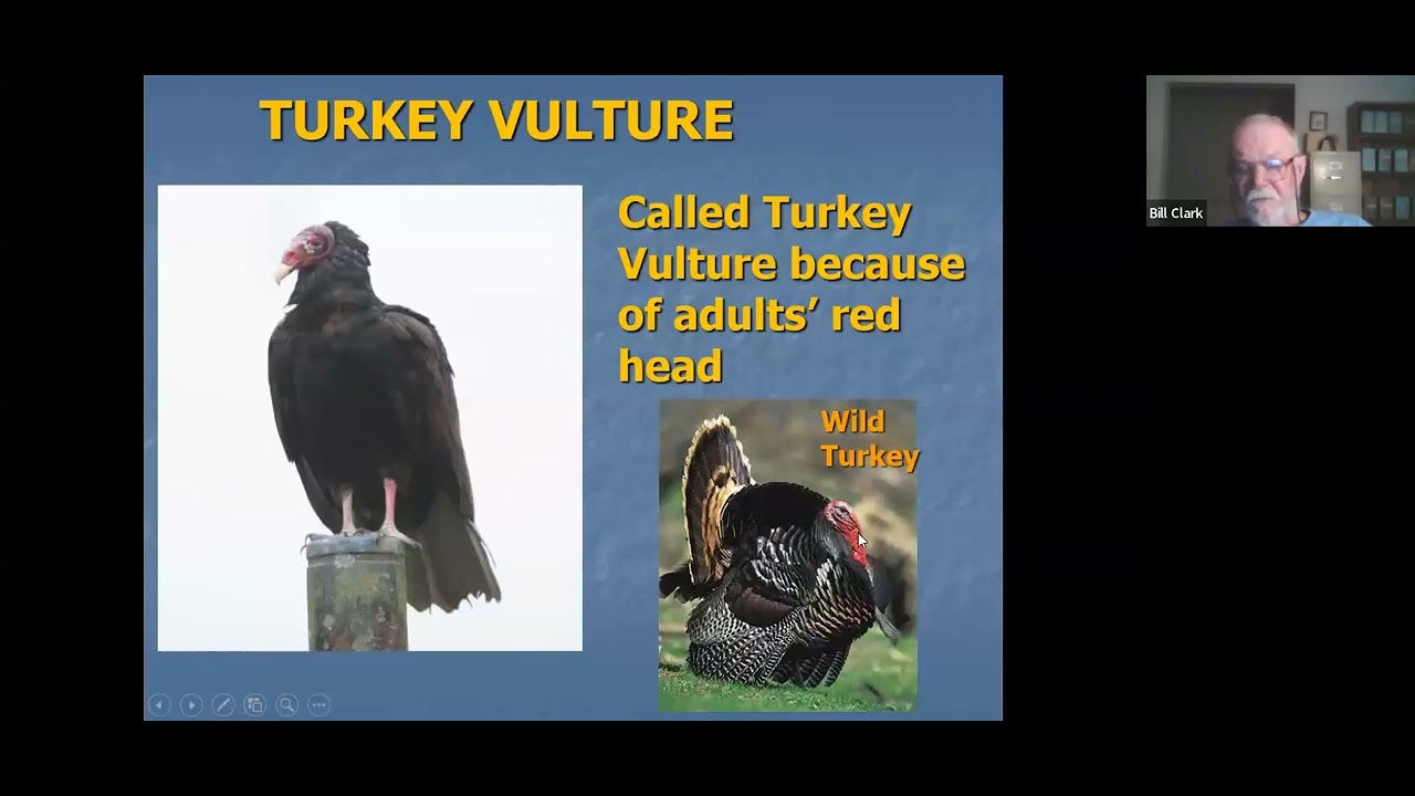 Turkey Vultures with Bill Clark YouTube