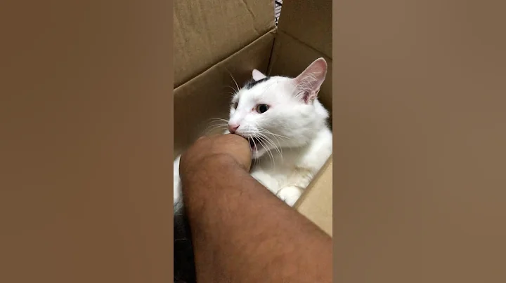 Watch the video about #cat #cute #funny #playing