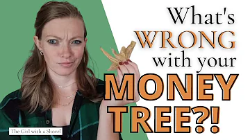 Money Tree Troubleshooting (Yellow Leaves, Leaves Falling Off & MORE!)