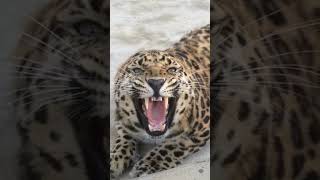 A Roaring Leopard