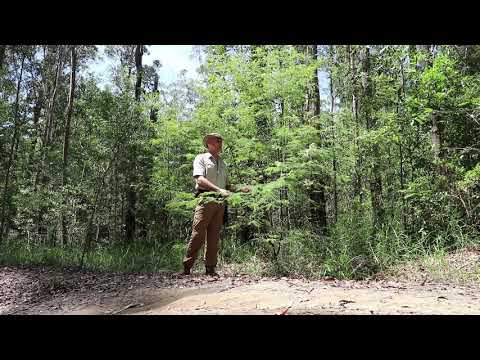 DMT in the Bush