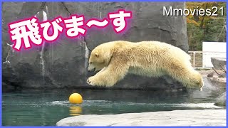 飛んで！飛んで！【ホッキョクグマ】リラが繰り返すダイブと秘密の隠し場所　ララの水浴 Polar Bears Life