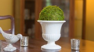 The EASIEST way to DIY a Moss Ball