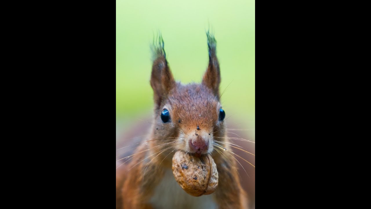 Amazing facts about Squirrels