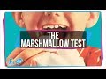 Understanding the Marshmallow Test and Willpower