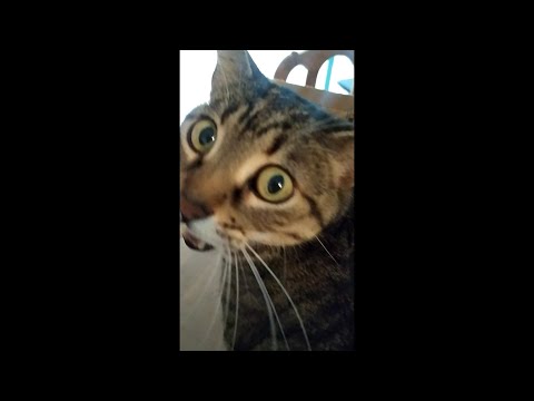 Cat gets caught by surprise and does a weird meow