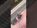 犬嫌いな犬の散歩🐾