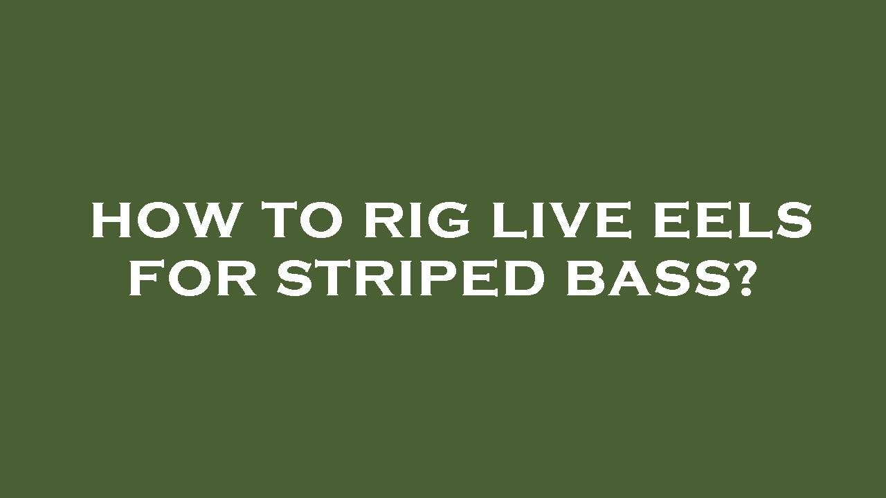 How to rig live eels for striped bass? YouTube
