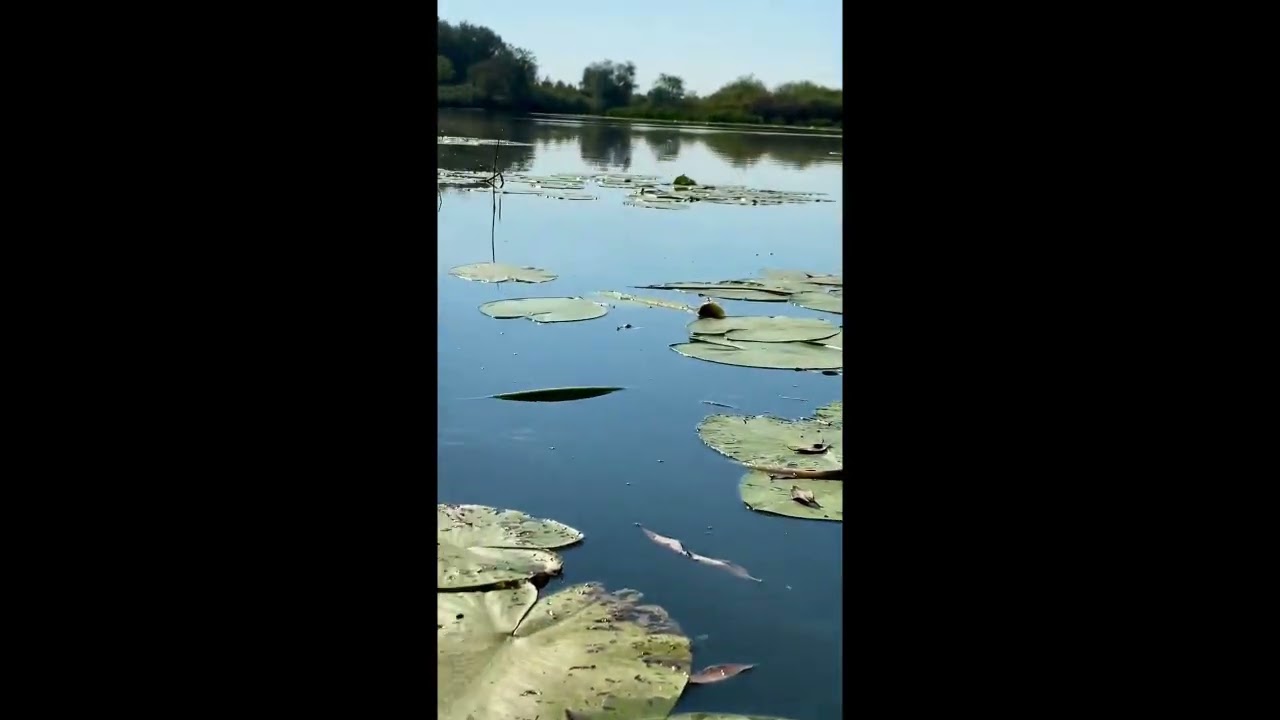 Деснянські озера, с. Кладьківка. Відео. Автор - А. Чумаченко, 2026 рік.