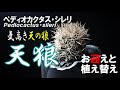 天狼のお迎えと植え替え