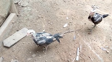 me nyuam qaib phaj maj lob.2